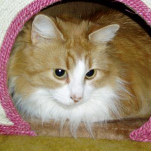 Meet your Posher, Anne